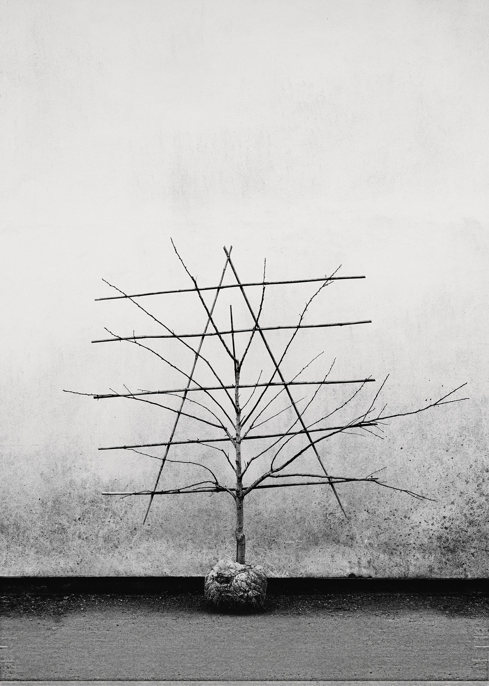 Image may contain Nature Wood and Outdoors