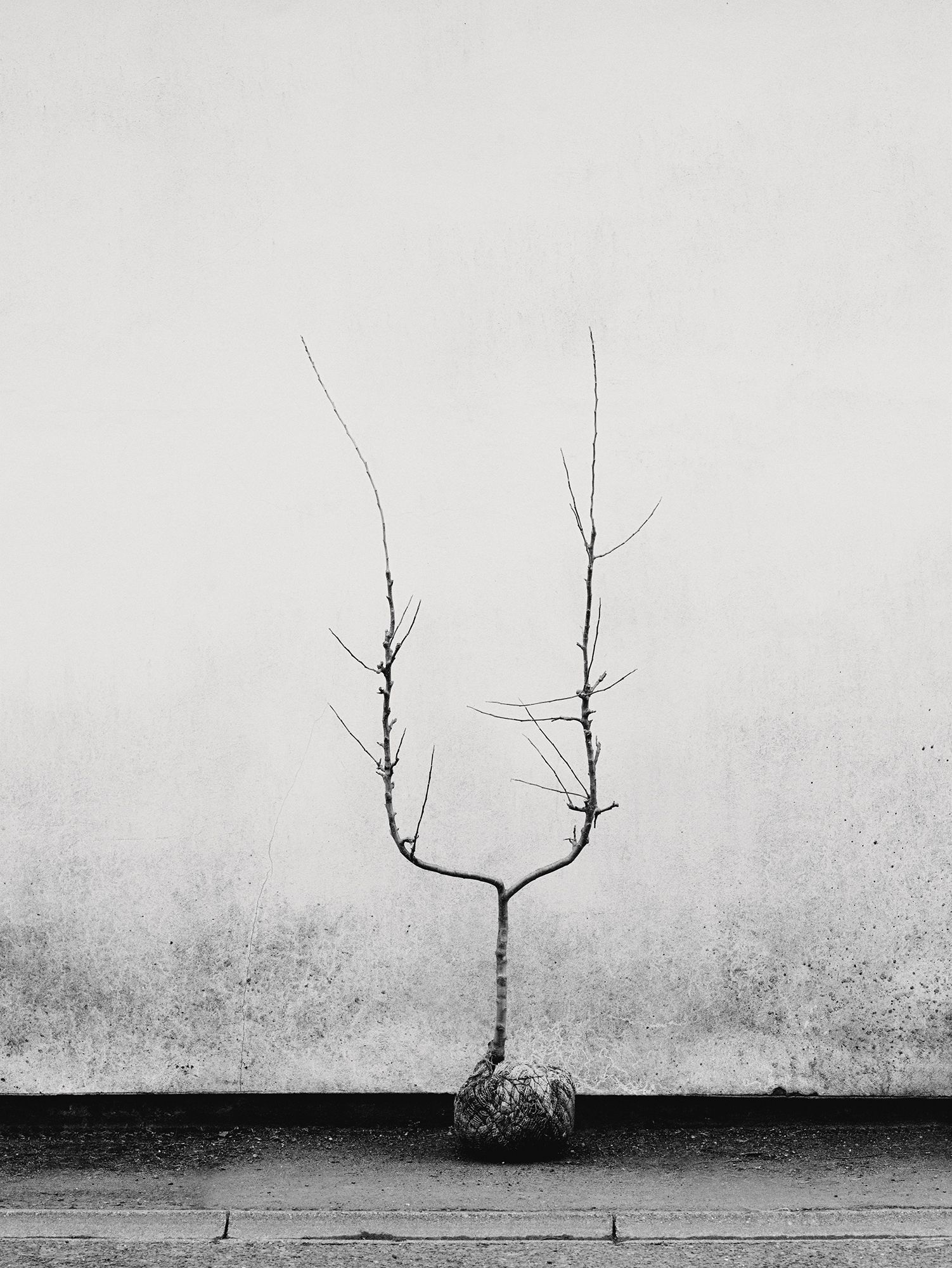 Image may contain Wall Plant and Tree