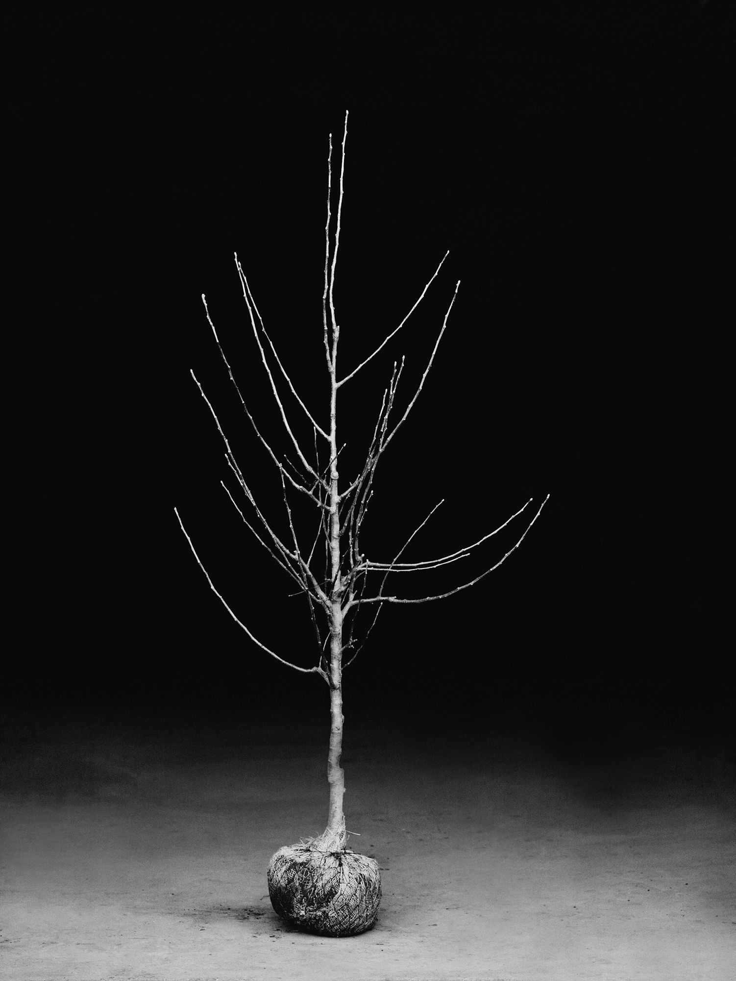 Image may contain Plant and Tree