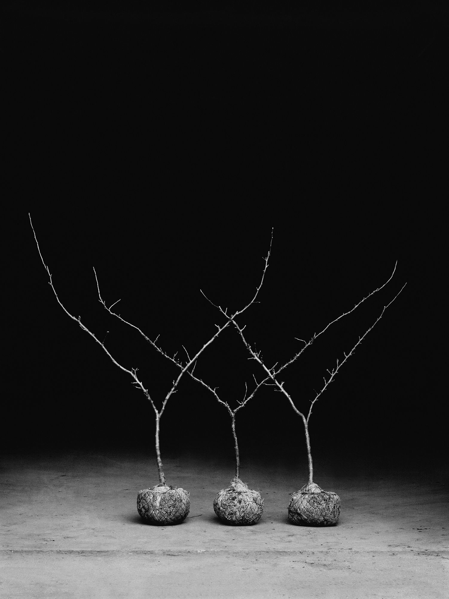 Image may contain Nature