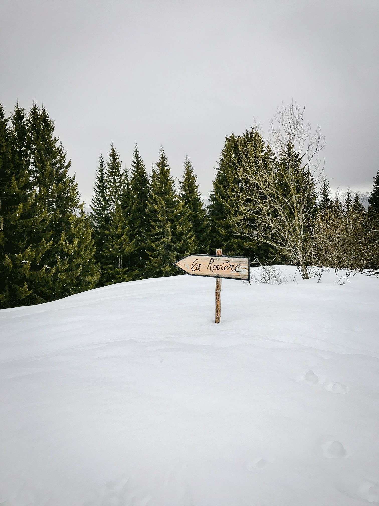 Image may contain Plant Tree Fir Abies Pine Conifer and Spruce