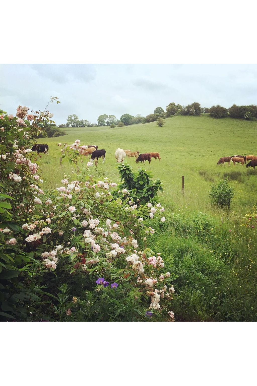 Alltybella| Views of the English countryside from Instagram