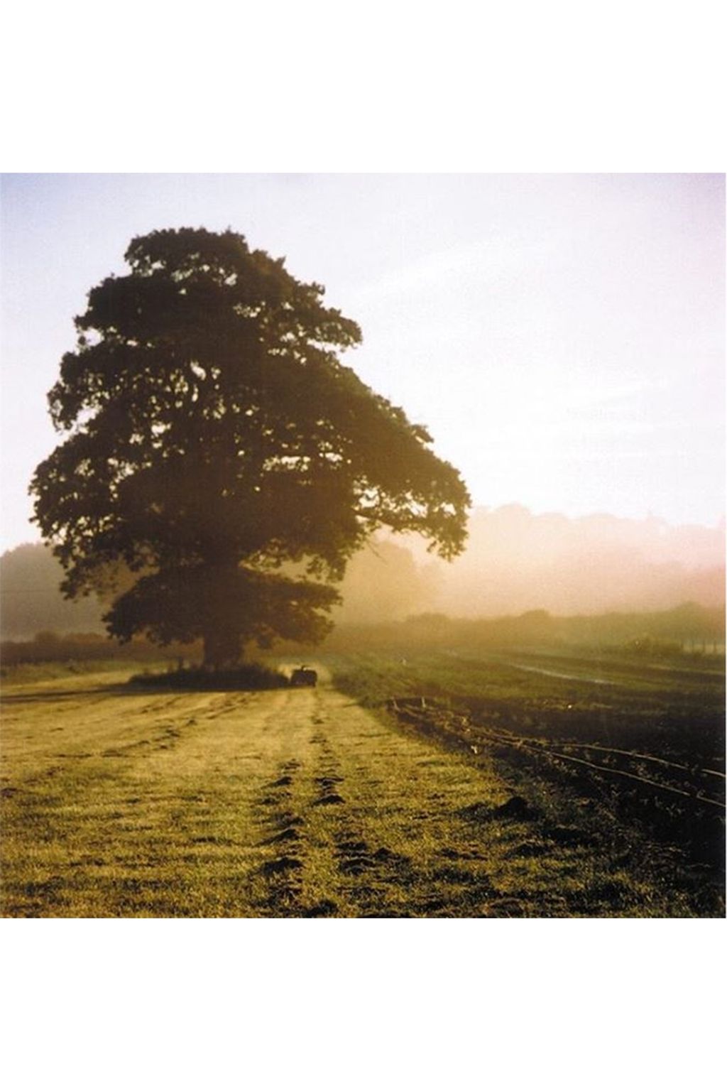 An ancient oak tree at sunset on the Daylesford organic farm near Kingham in Gloucestershire. ...