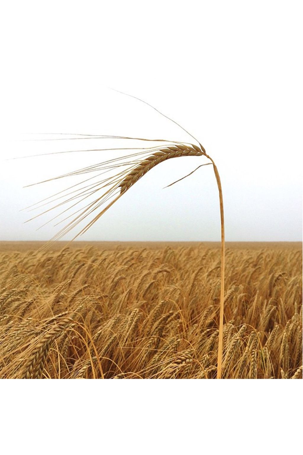 Barley | Views of the English countryside from Instagram