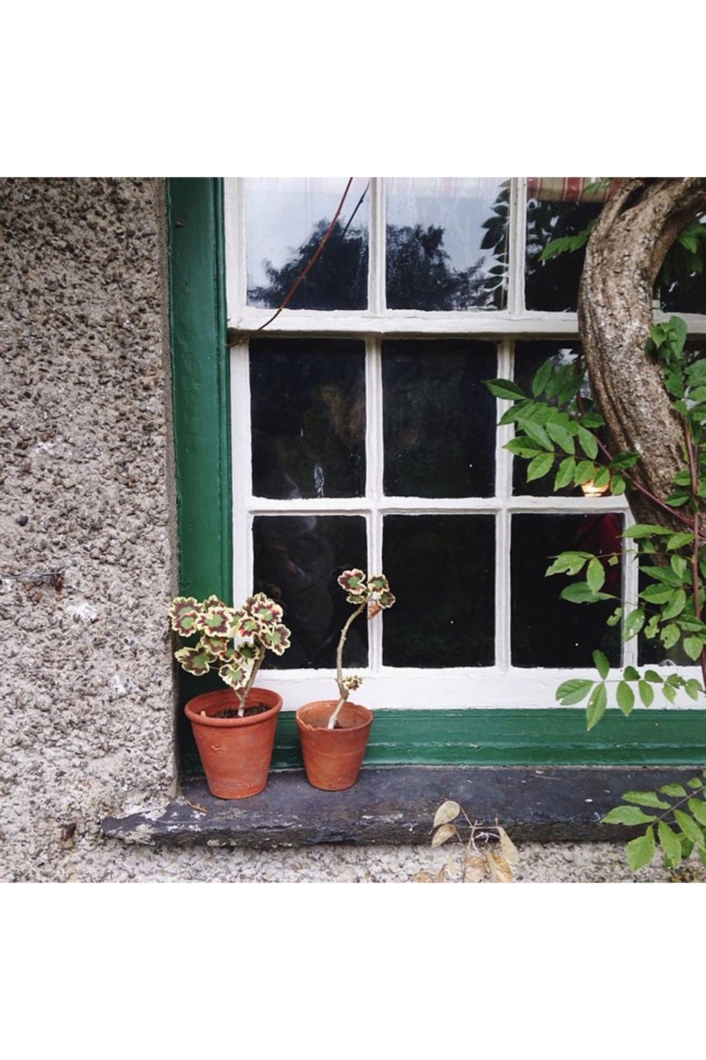 Windowsill with geraniums | Views of the English countryside on Instagram
