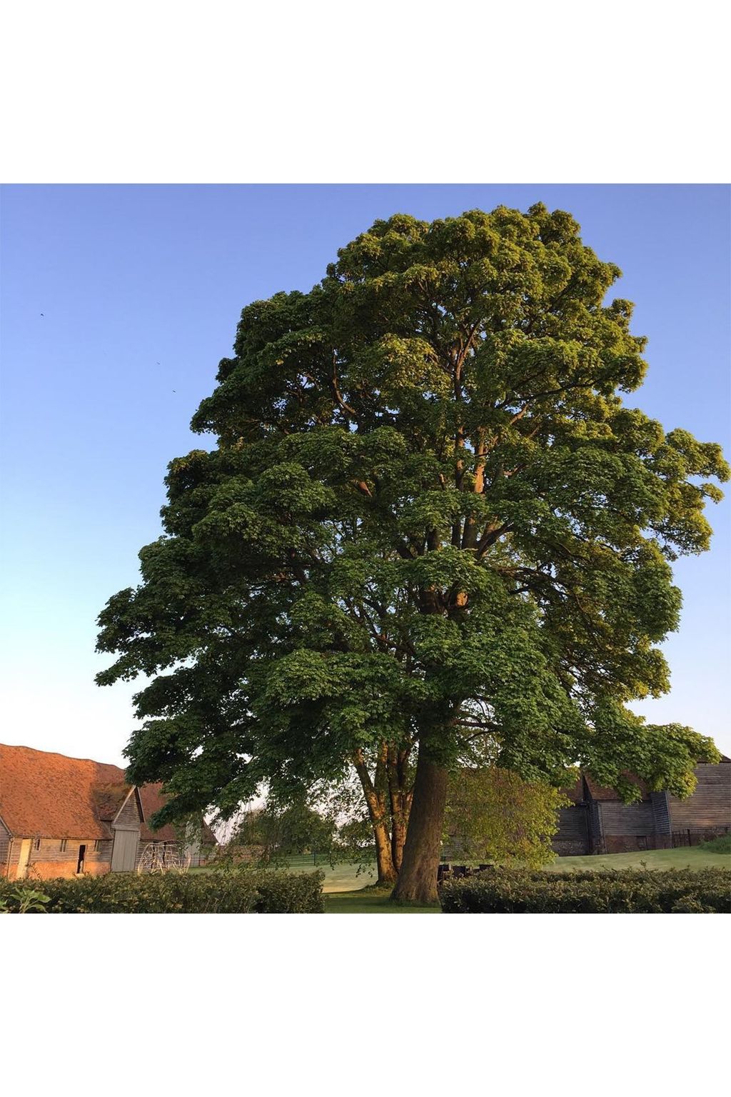 Nettlebed | Views of the English countryside from Instagram