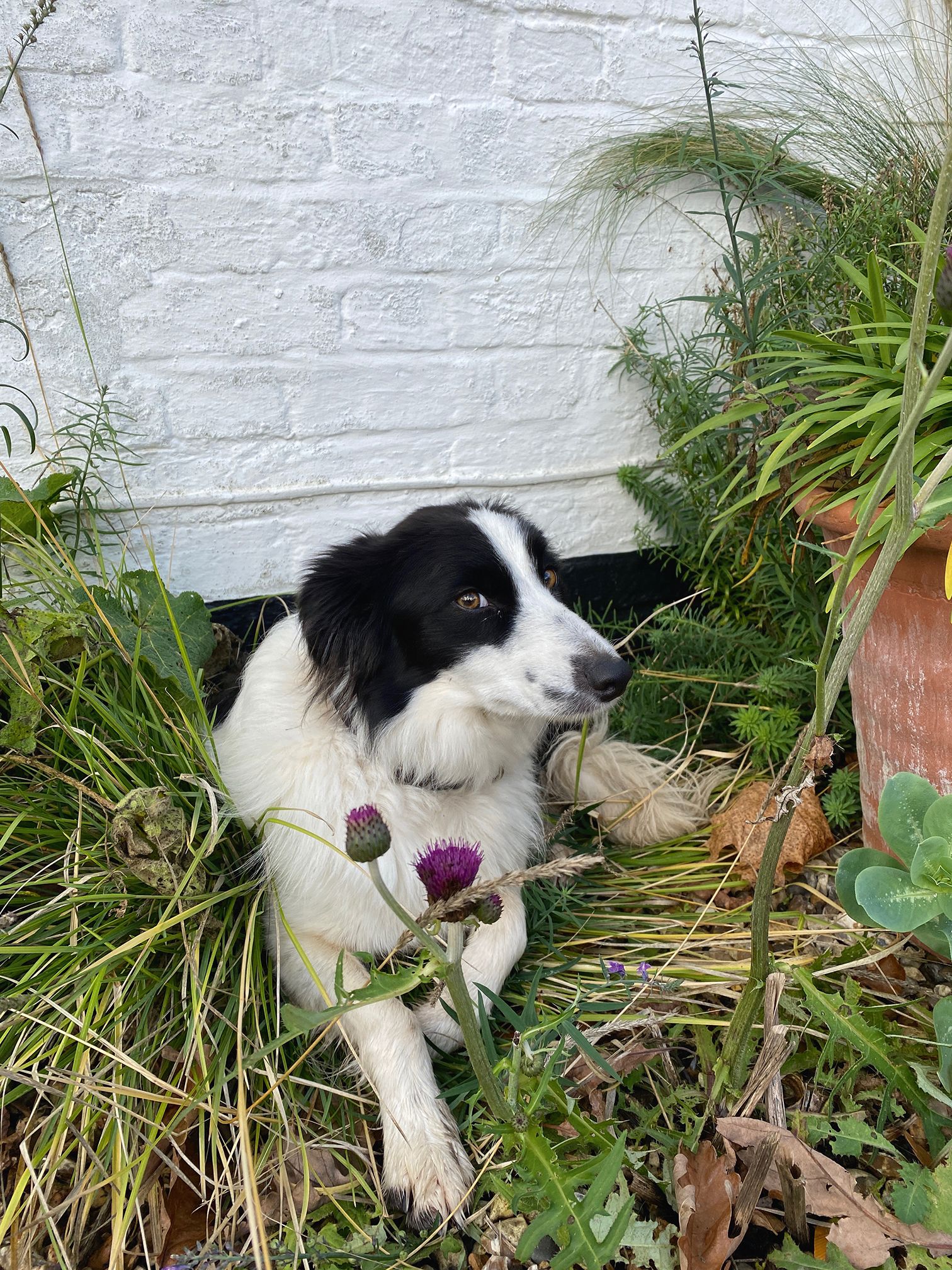 Clare's dog Willow among grass and seed heads.