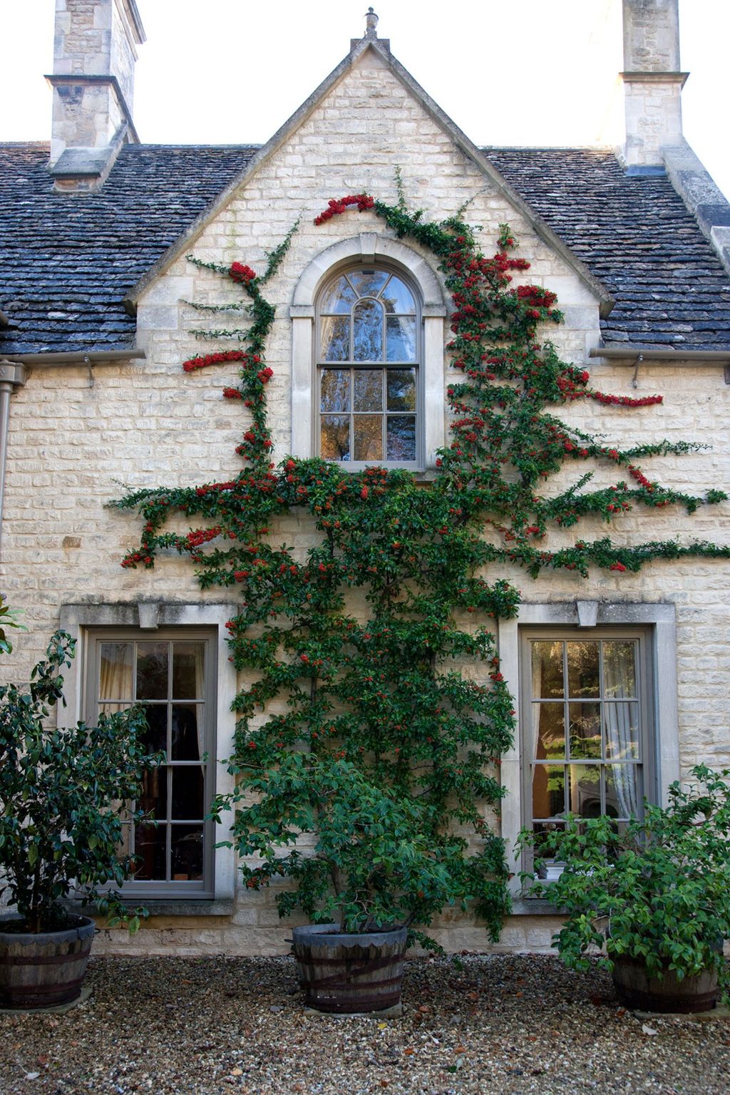 Image may contain Plant Ivy Window and Brick