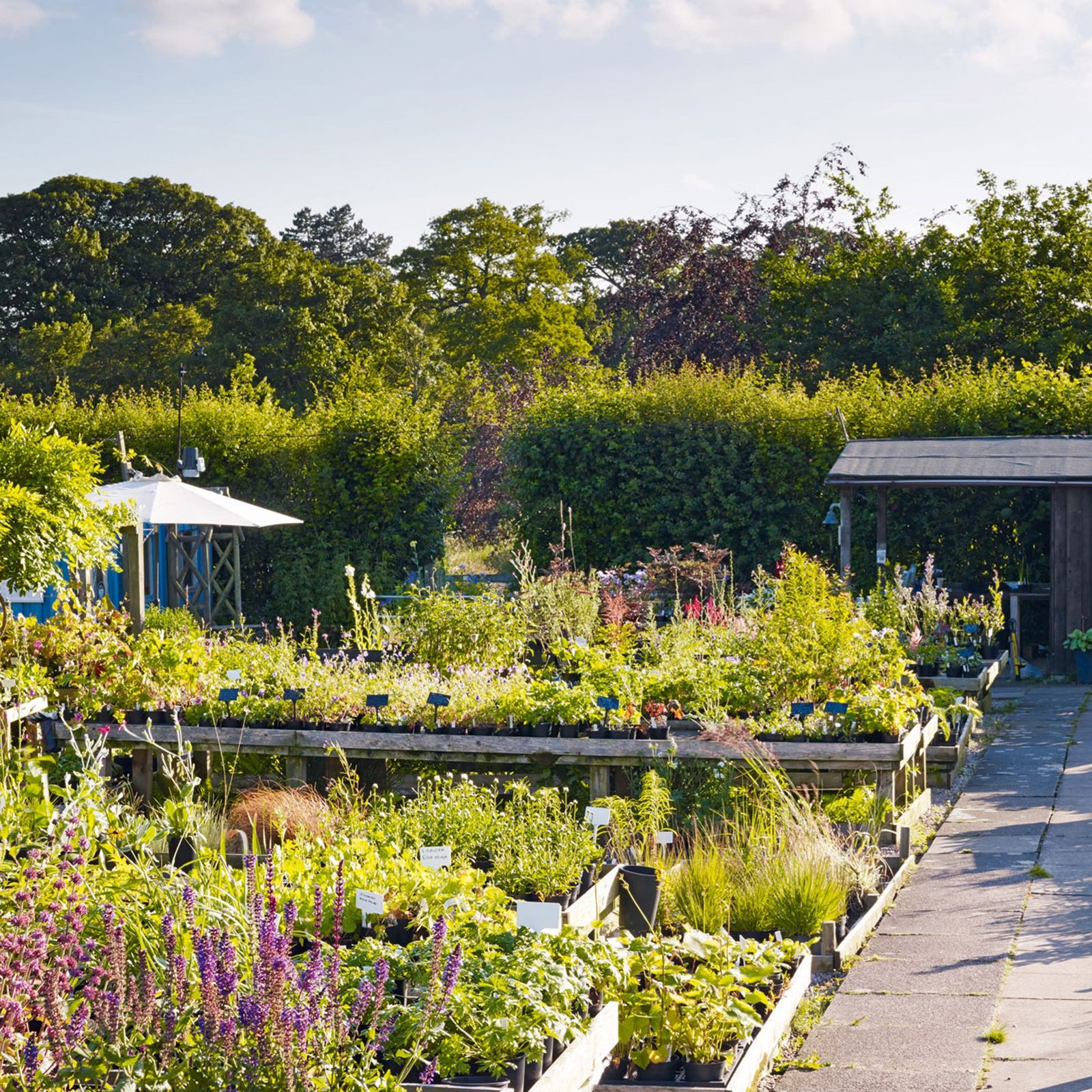 Bluebell Cottage Gardens Cheshire  Best Nurseries