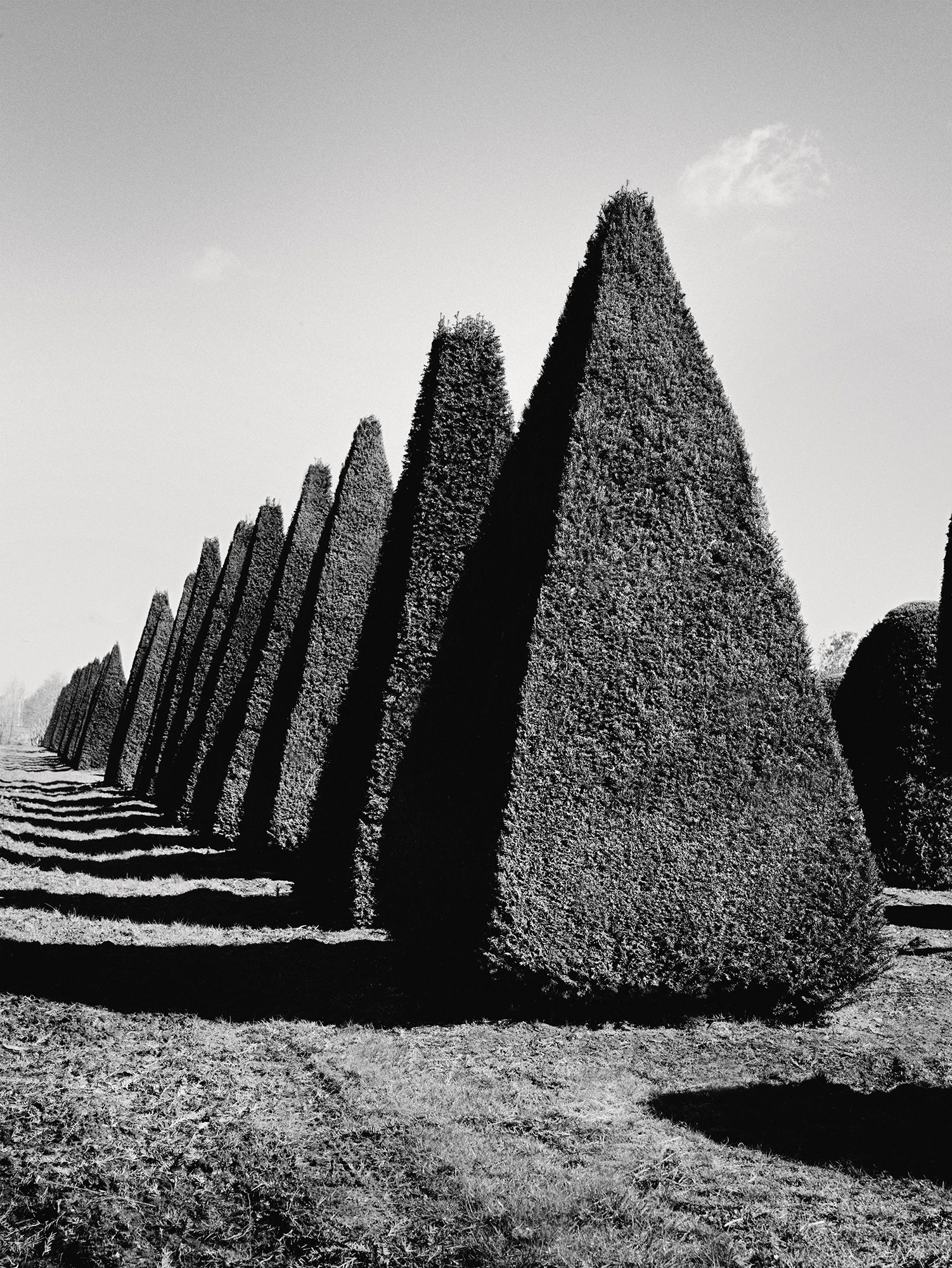 Image may contain Plant Triangle Asphalt and Tarmac