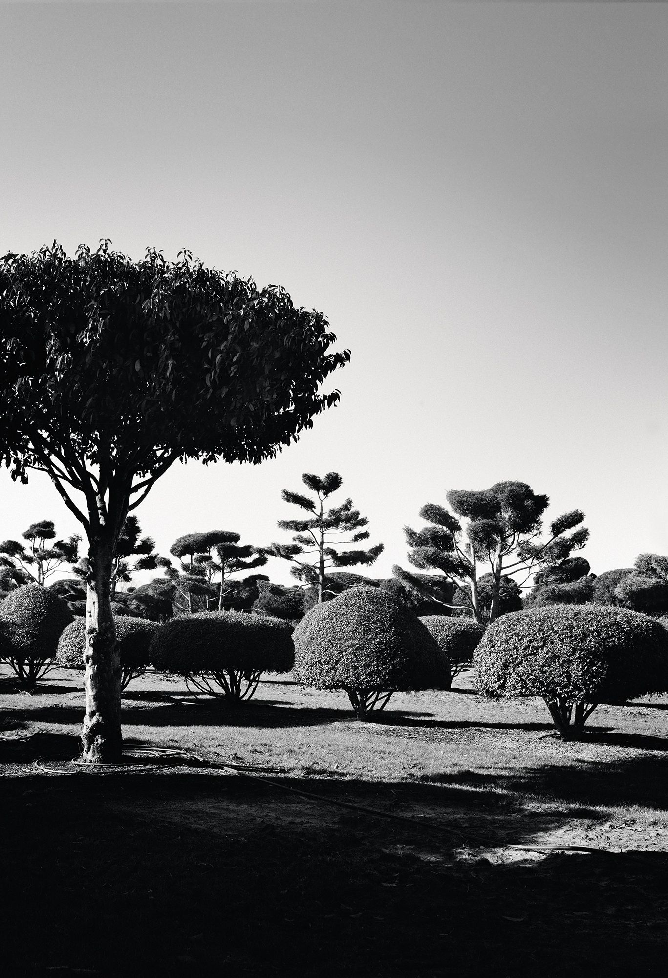 Image may contain Tree Plant Tree Trunk Animal Bird Fir Abies Grass and Ground