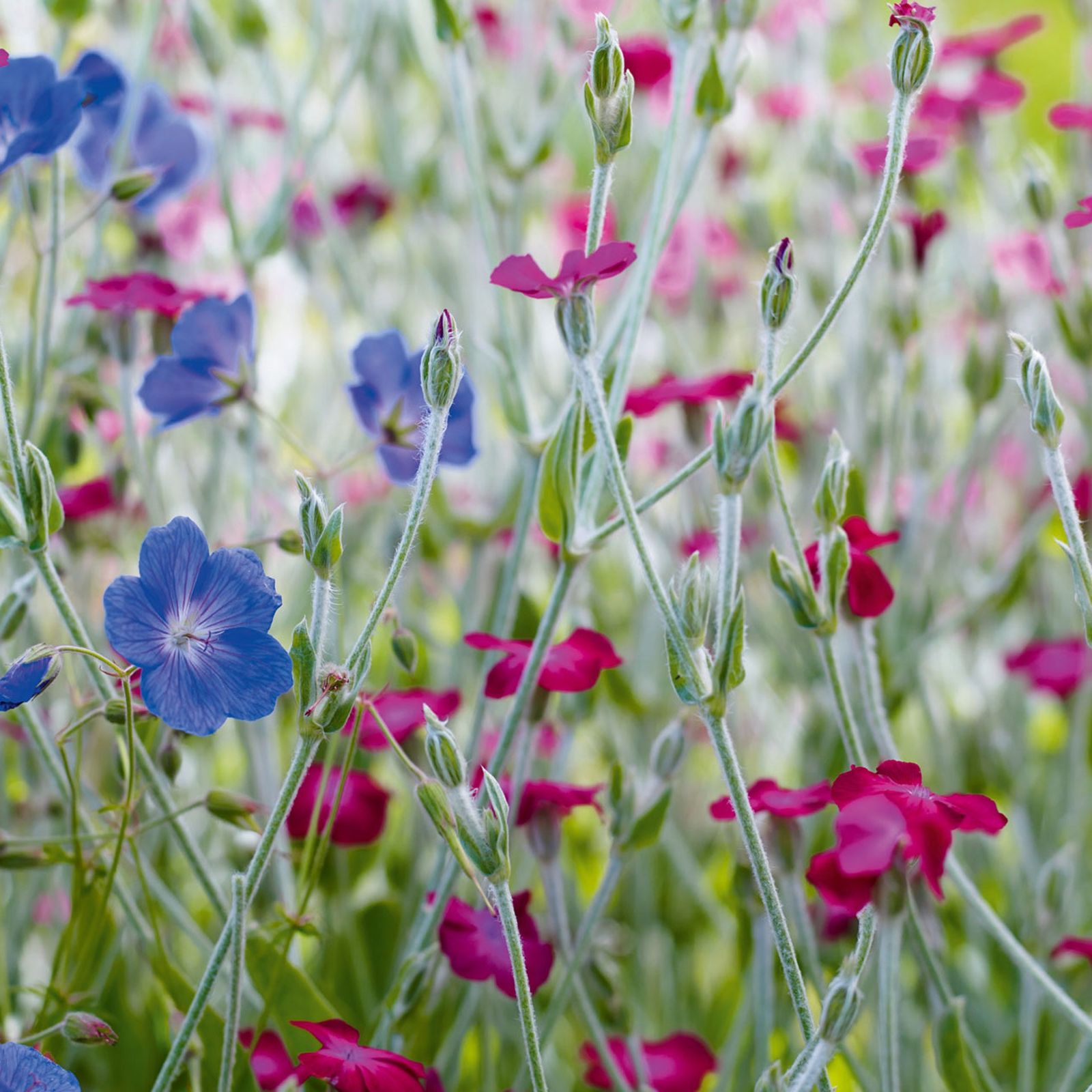 Image may contain Flower Plant Geranium Blossom Flax and Petal