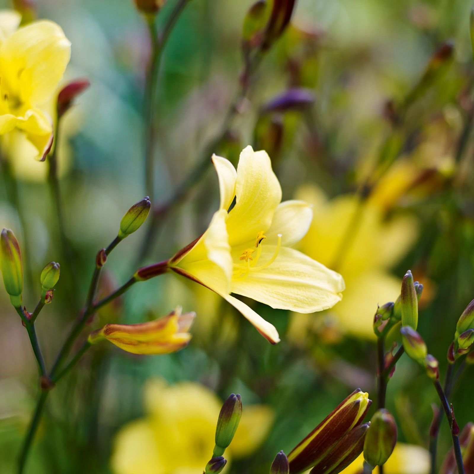 Bluebell Cottage Gardens Cheshire  Best Nurseries