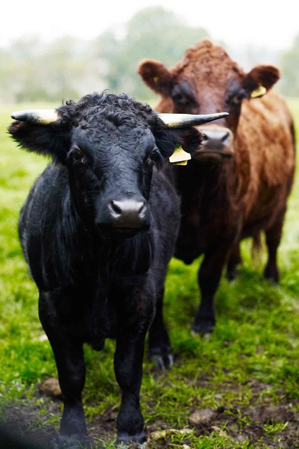 Cows  Bunny Guinness' Cambridgeshire Garden | Designers' Gardens