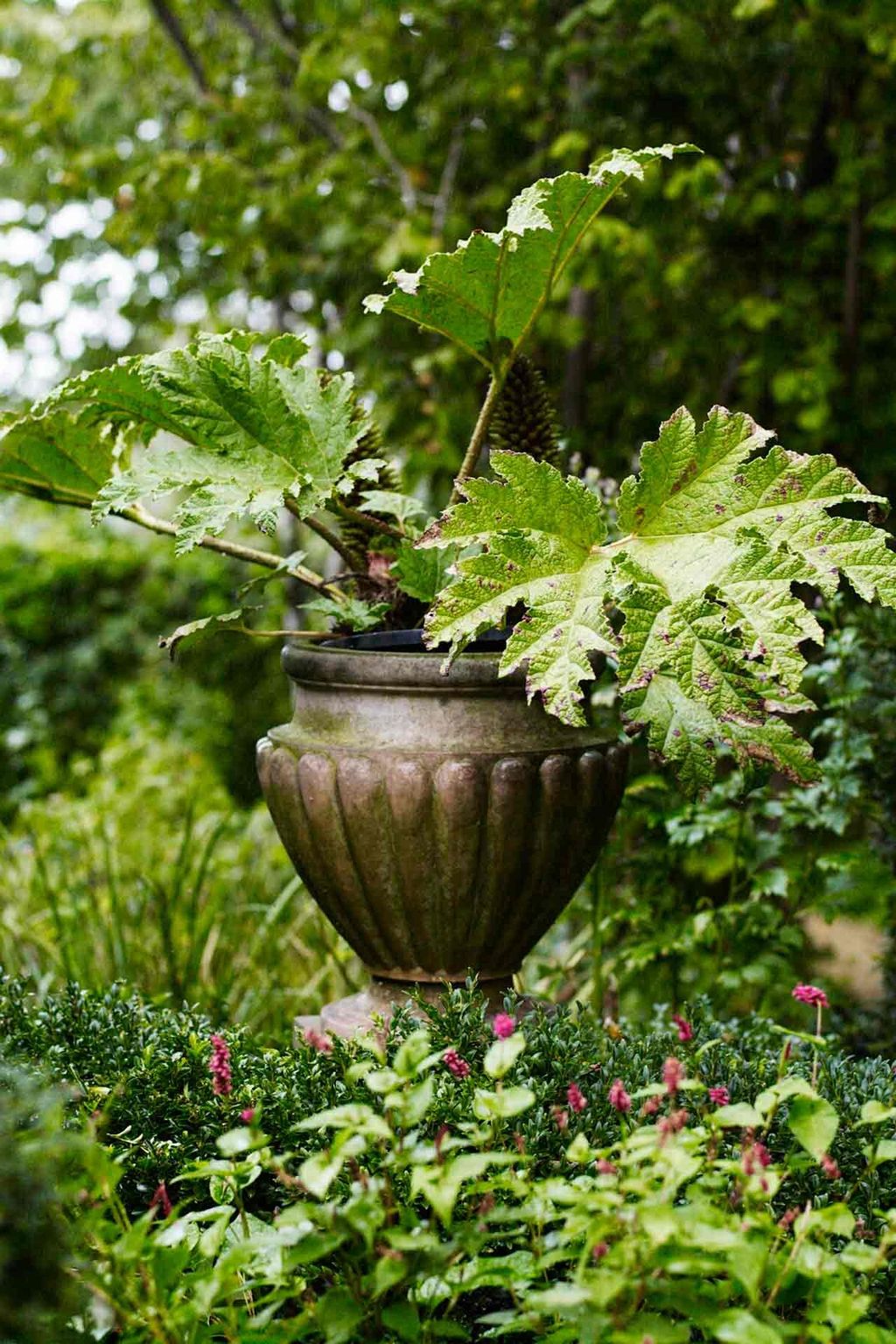 Plant Pot  Bunny Guinness' Cambridgeshire Garden | Designers' Gardens