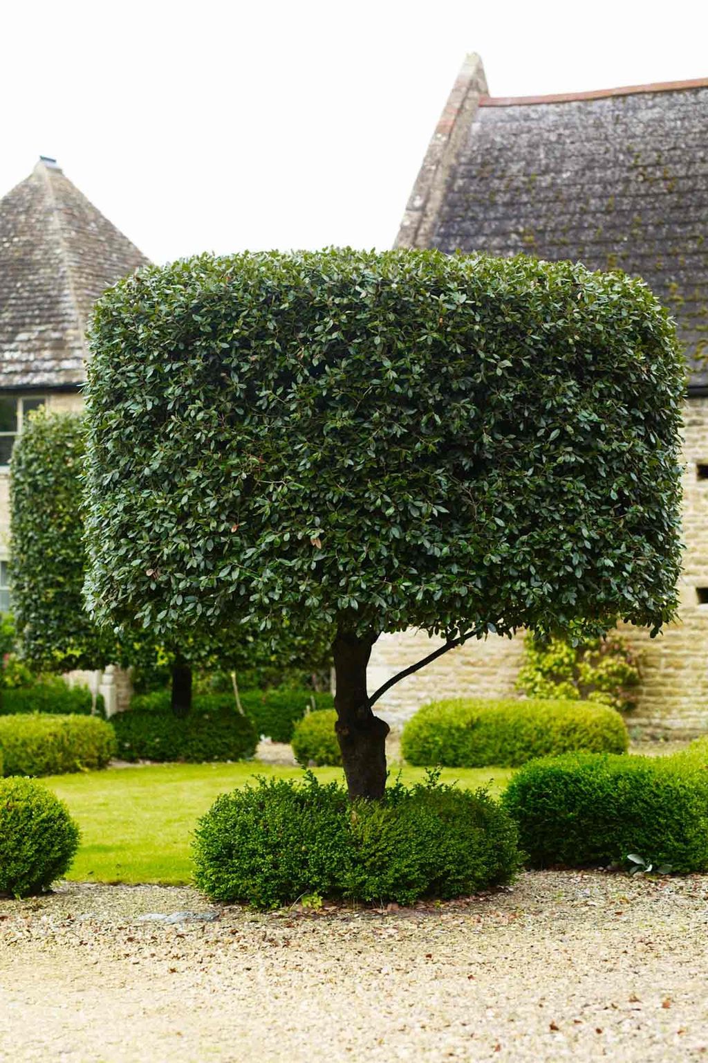 Topiary  Bunny Guinness' Cambridgeshire Garden | Designers' Gardens
