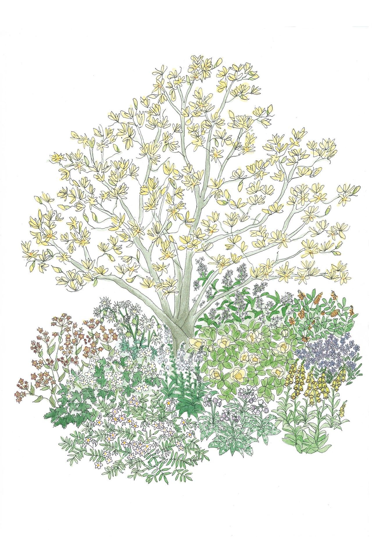 Arne Maynard's ‘plant by numbers design for an early summer border