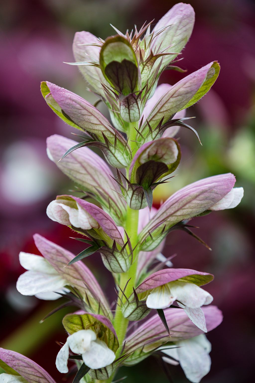 Image may contain Plant Flower Blossom Acanthaceae and Geranium