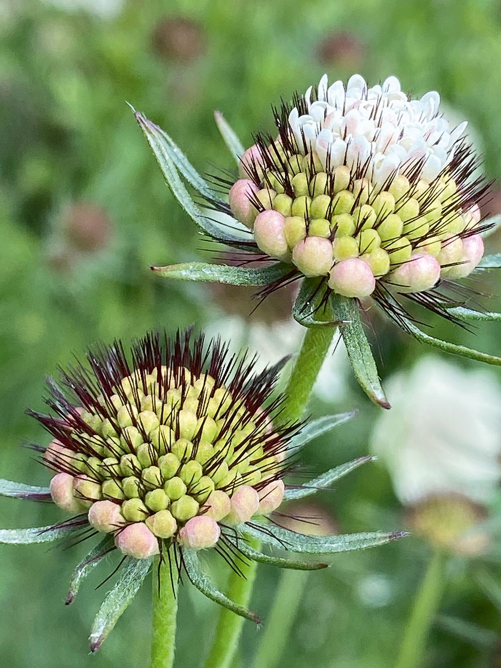 The beautiful buds of Scabiosa columbaria subsp. ochroleuca.