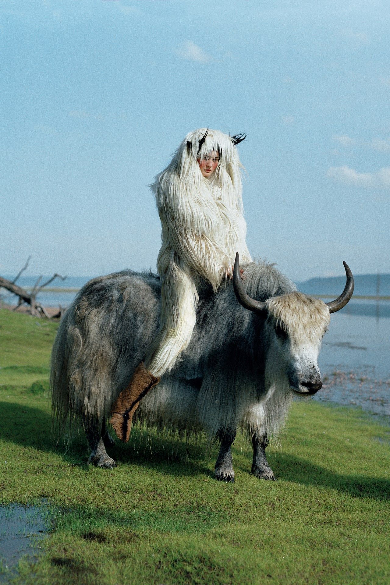 Image may contain Animal Cattle Mammal Cow Yak and Horse