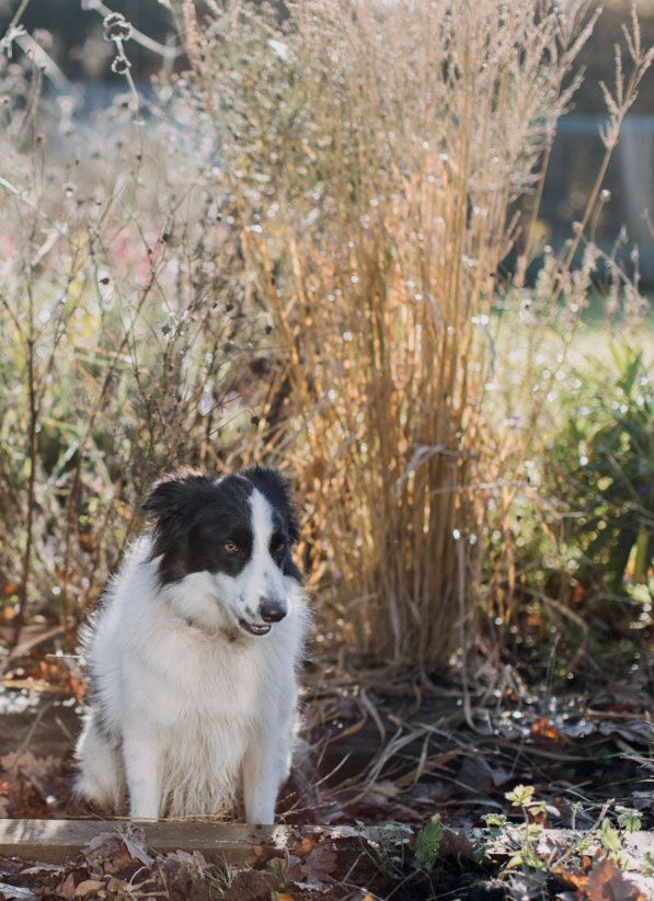 Willow with molinia grasses behind.