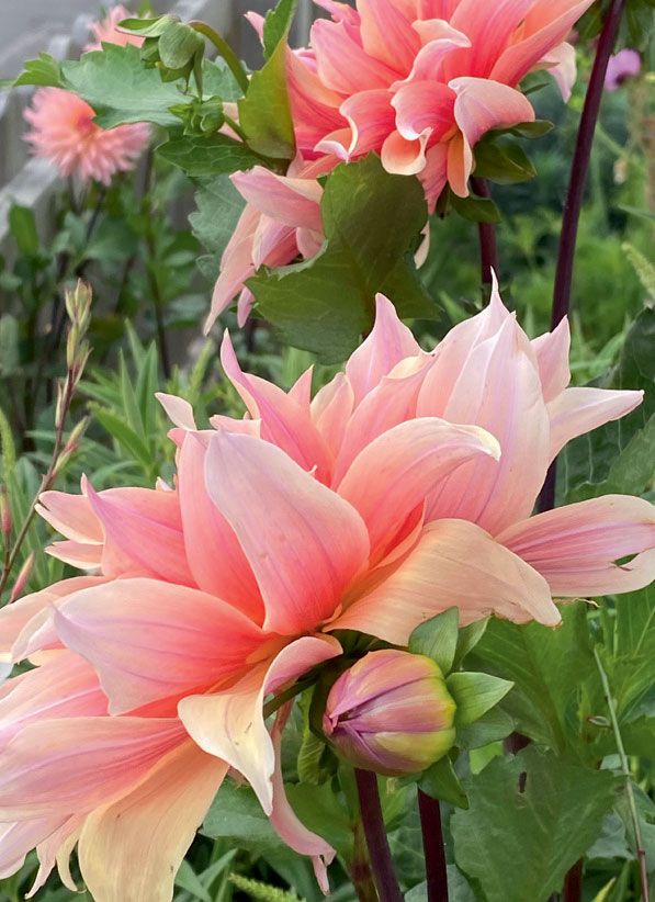 Image may contain Flower Plant Dahlia Blossom Petal and Geranium