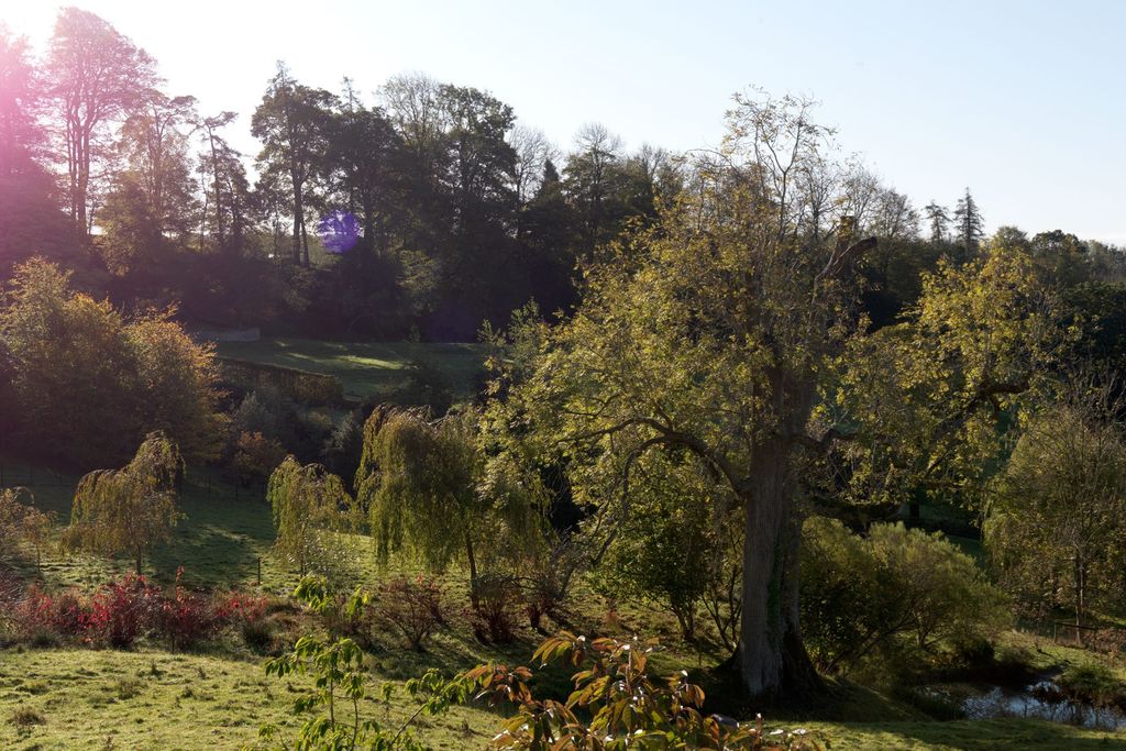 Image may contain Tree Plant Outdoors Fir Abies Grass Nature and Field