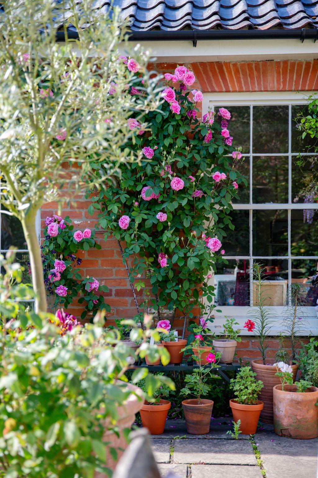Image may contain Outdoors Plant Flower Geranium Blossom Garden and Arbour