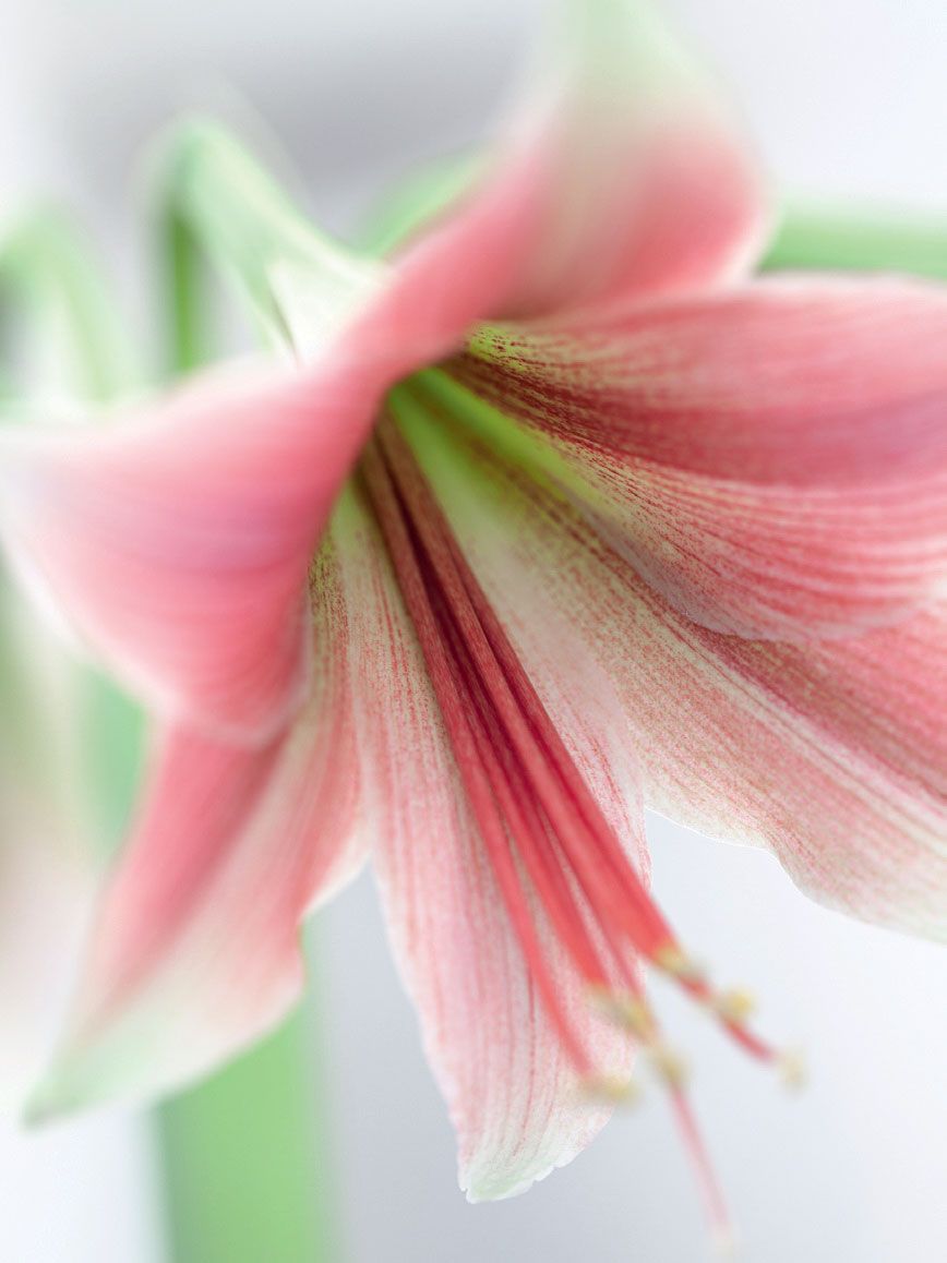 Lightly scented Hippeastrum ‘Misty.nbsp