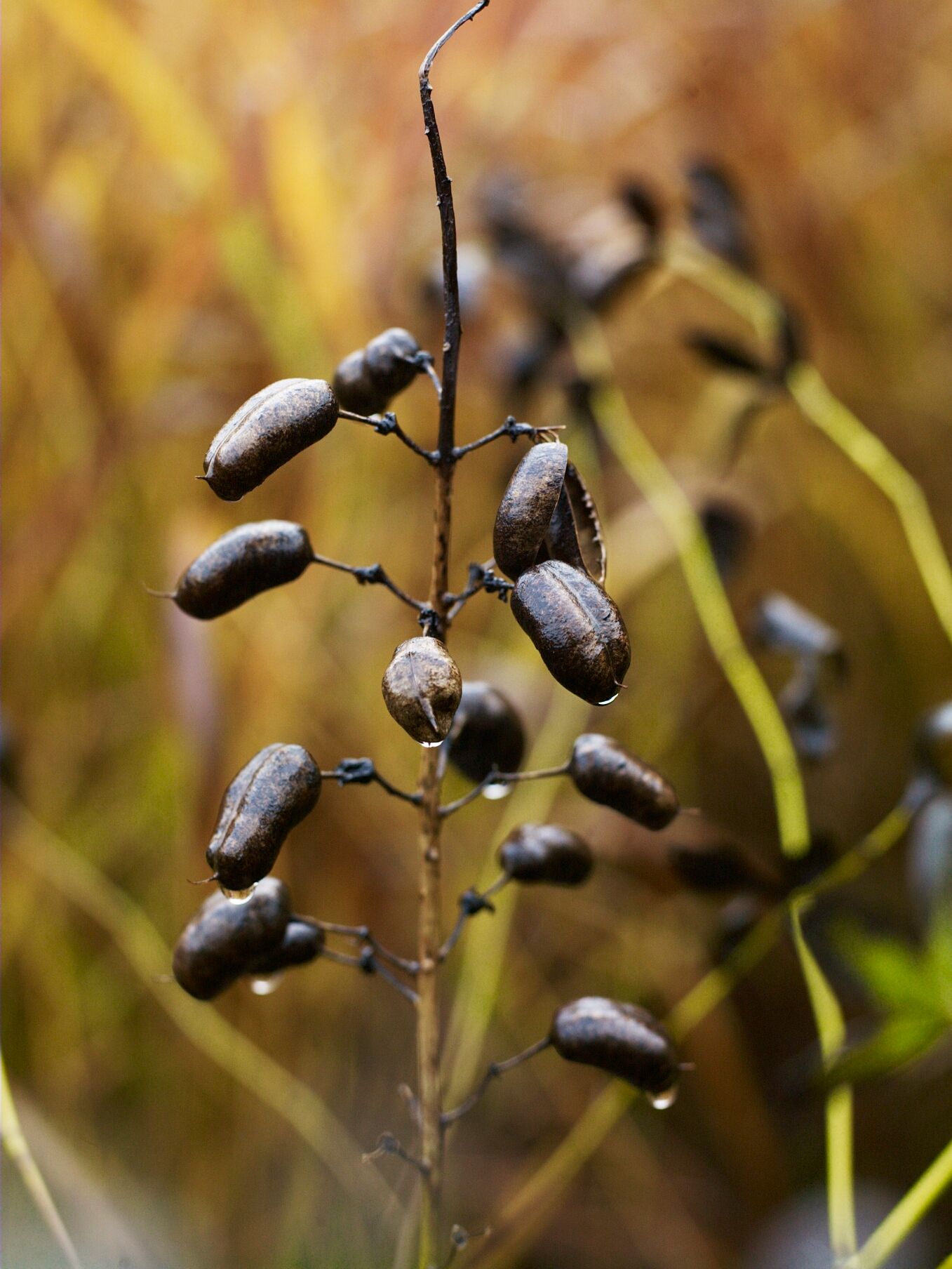 Image may contain Plant Seed Food Grain Vegetable Produce Nut Flower Blossom and Acorn