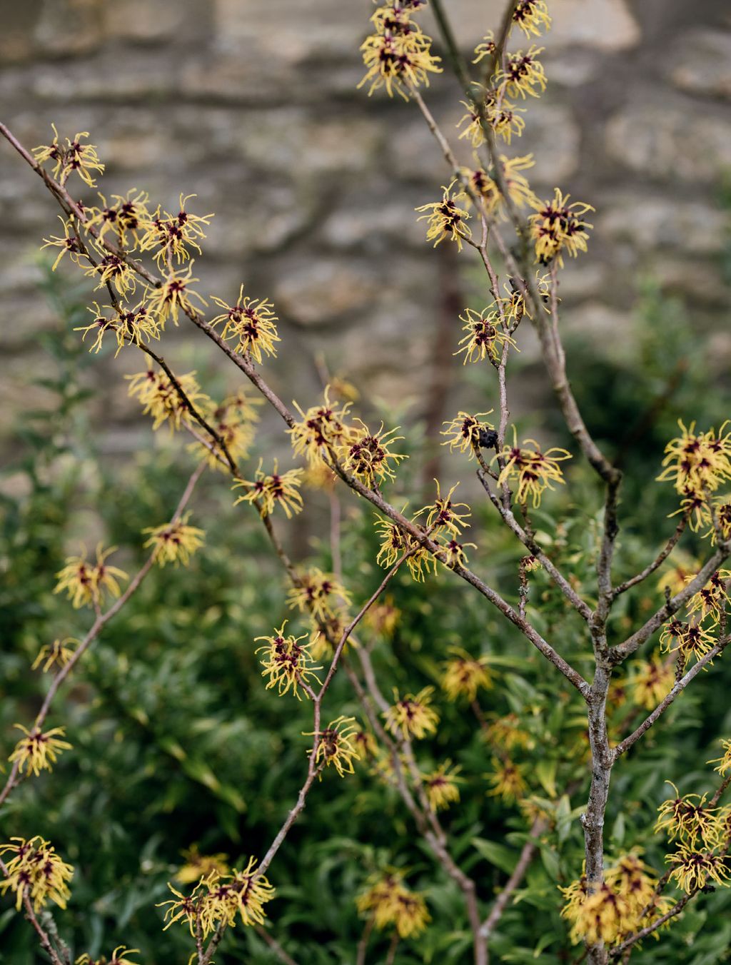 Image may contain Plant Flower Apiaceae and Blossom