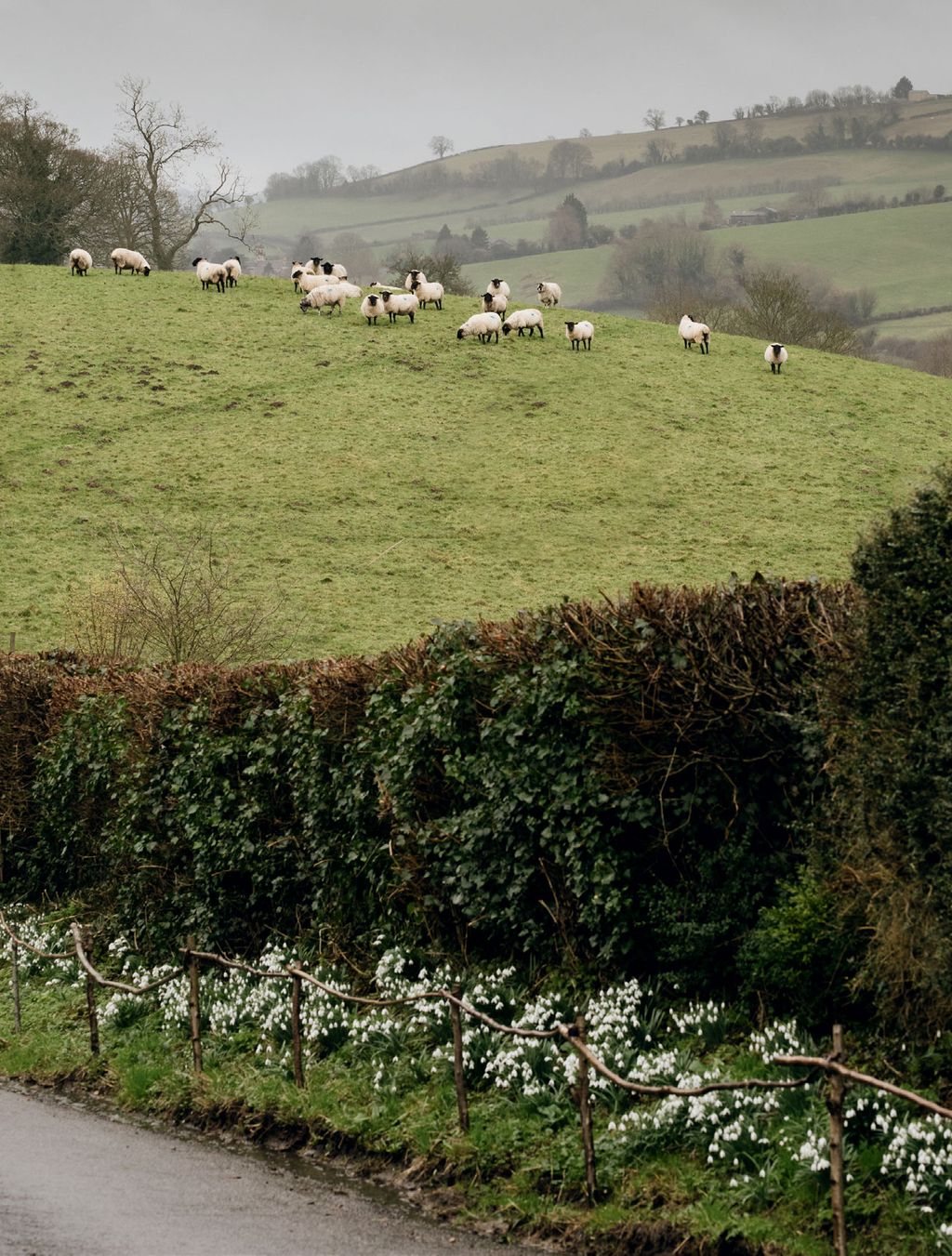 A ribbon of snowdrops is extended every year.