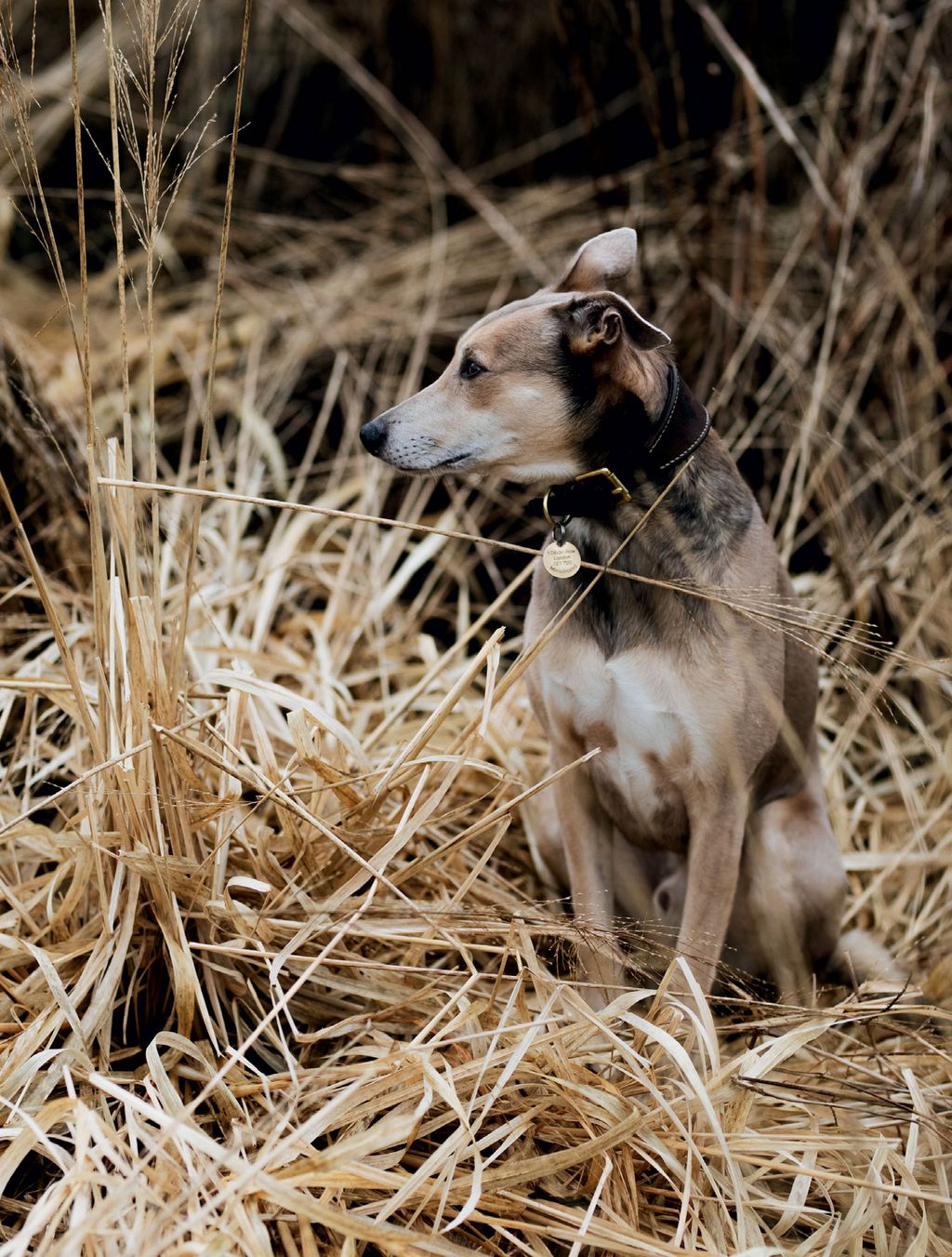 Image may contain Animal Dog Mammal Pet Canine Nature and Outdoors