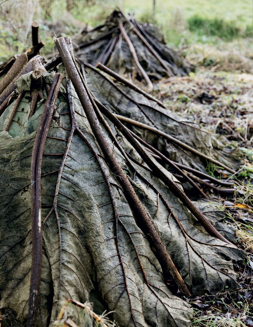 Image may contain Plant Root Leaf and Tree