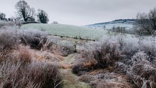 Image may contain Ice Outdoors Nature Plant Grass Frost and Snow