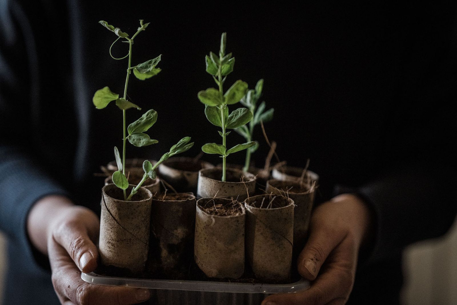 Image may contain Plant