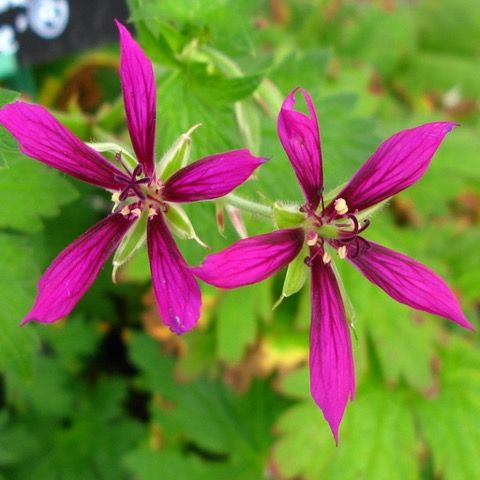 Geranium psilostemon ‘Catherine Deneuve