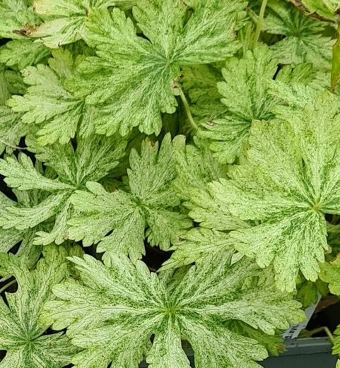 Image may contain Plant Vase Pottery Jar Potted Plant Leaf Planter Herbs Herbal and Vegetation