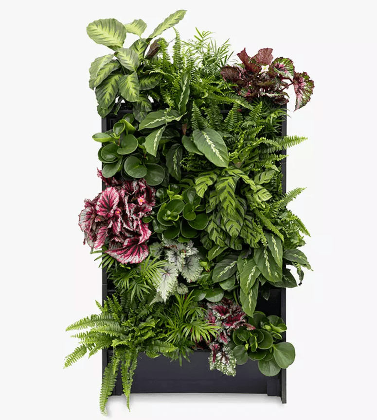 Image may contain: Plant, Pottery, Vase, Potted Plant, Jar, Planter, Flower, Blossom, and Herbs