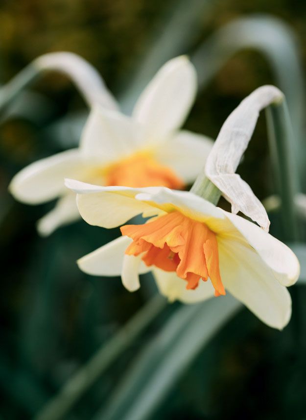 Image may contain Plant Flower Blossom Daffodil and Amaryllidaceae