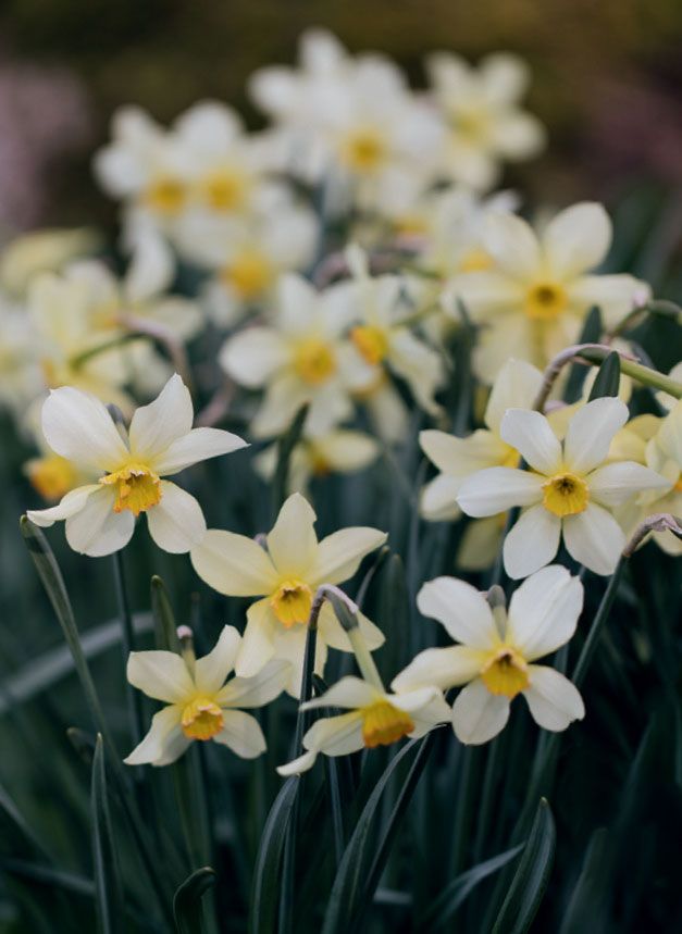 Image may contain Plant Flower Blossom and Daffodil