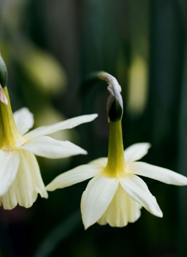 Image may contain Plant Flower Blossom Amaryllidaceae Animal and Bird
