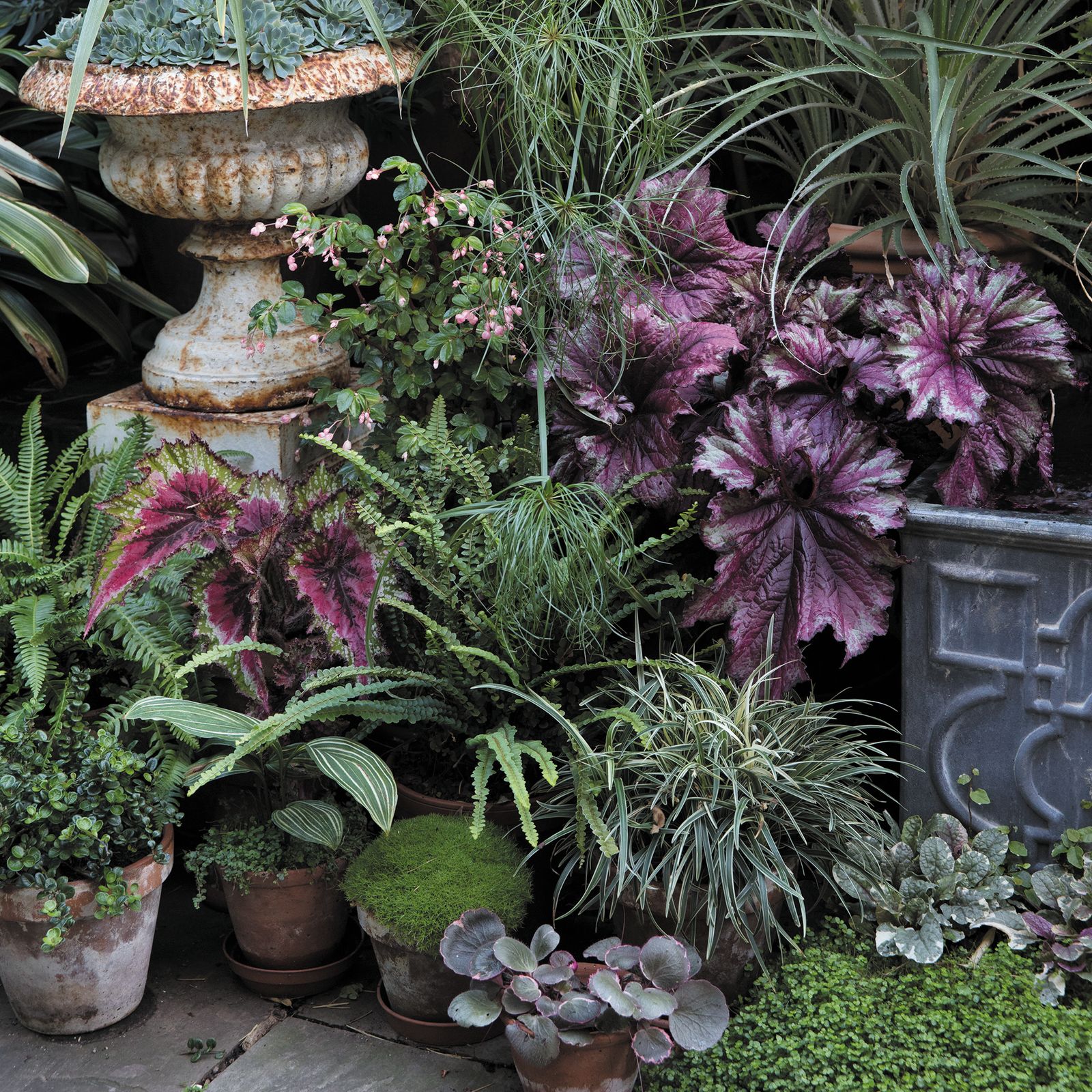 An easy to copy scheme for a container jungle garden