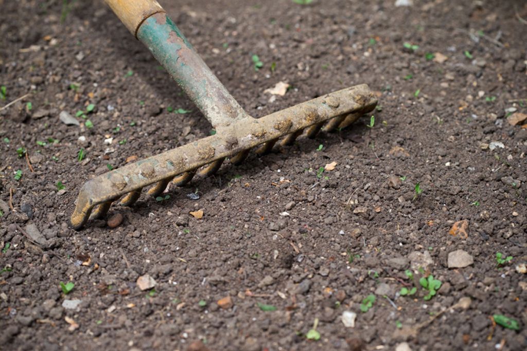 Image may contain Animal Reptile Lizard Ground and Rake