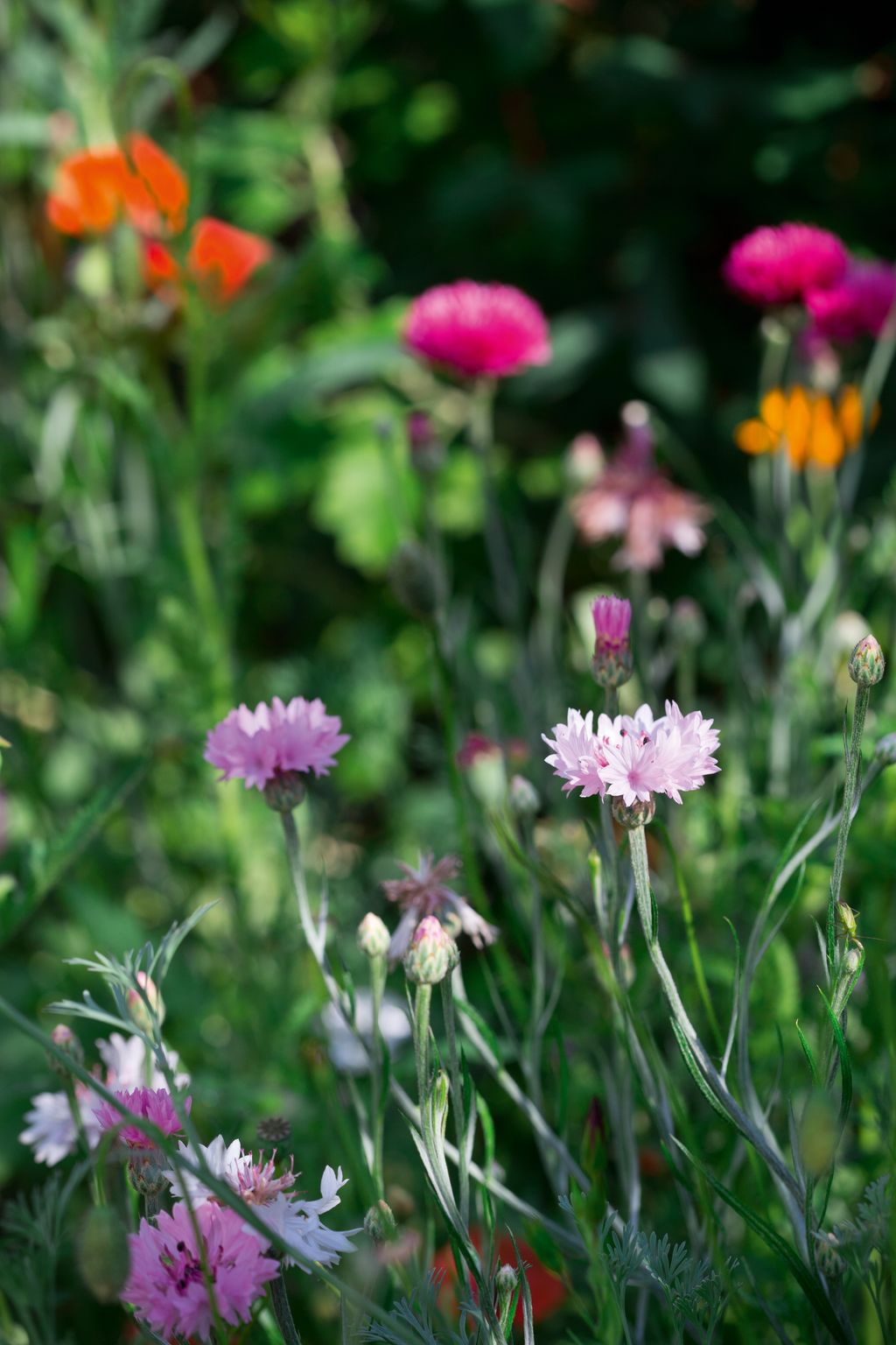 Image may contain Plant Flower Blossom Daisy Daisies Petal and Geranium