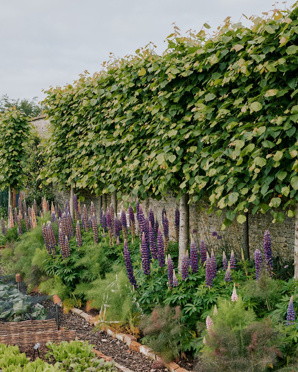 Image may contain Garden Arbour Outdoors Plant Lupin Flower and Blossom