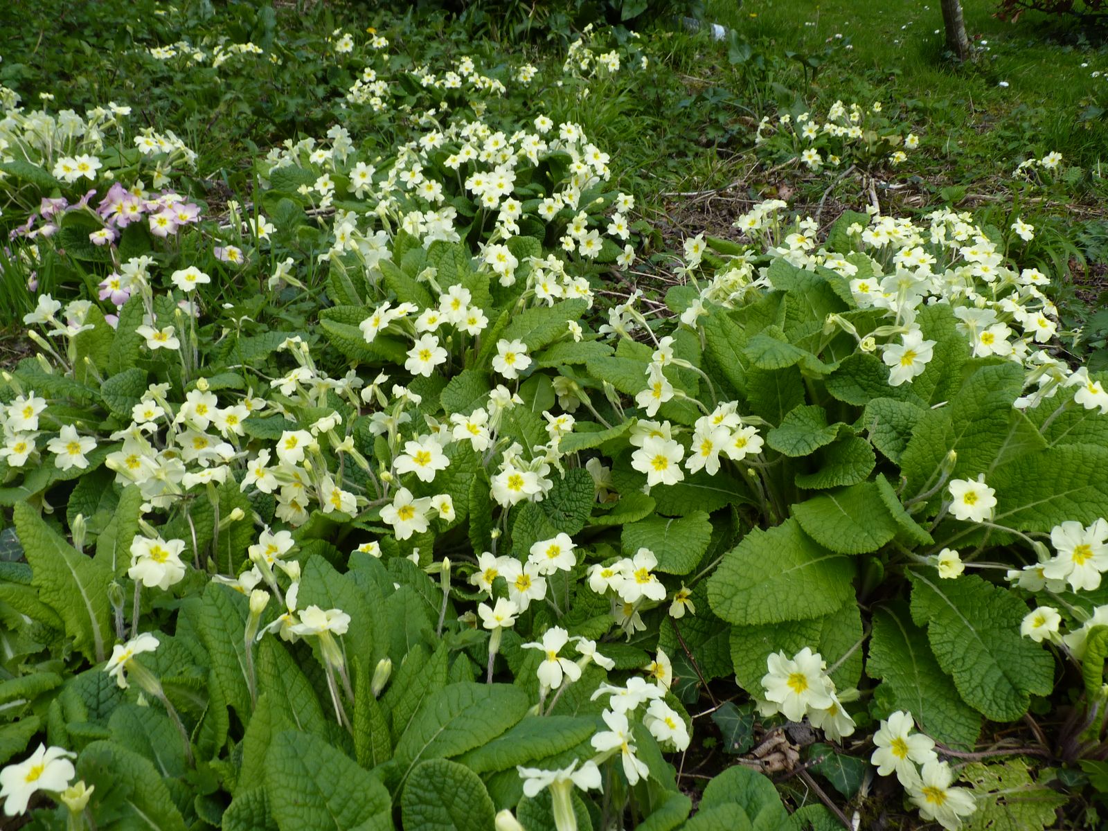 Image may contain Vase Plant Pottery Potted Plant Jar Planter Herbs Flower Blossom Herbal Daisies and Daisy