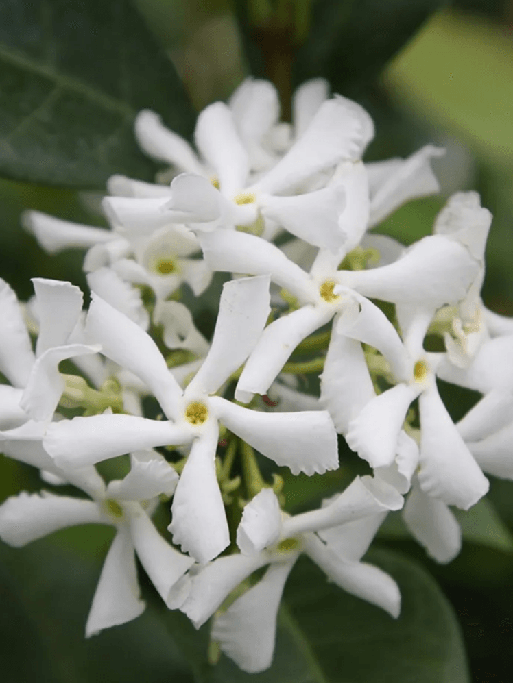 Image may contain: Plant, Flower, Blossom, Geranium, Acanthaceae, and Amaryllidaceae