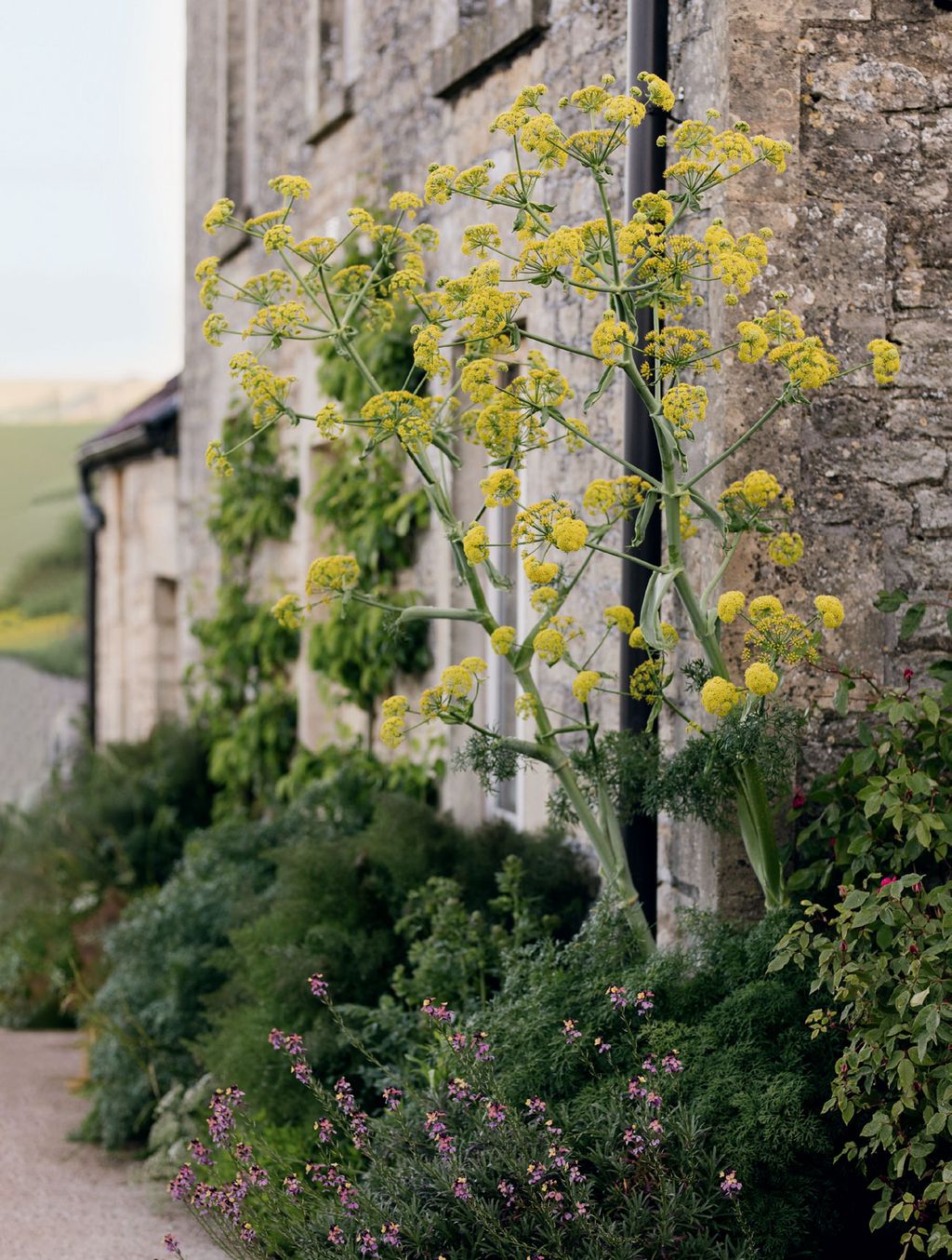 Image may contain Outdoors Plant Garden Tree and Arbour