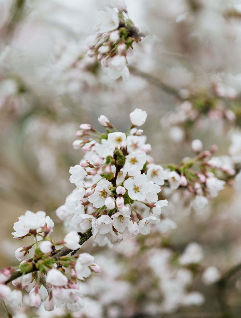 Image may contain Plant Flower Blossom and Cherry Blossom
